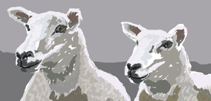 Llyn sheep